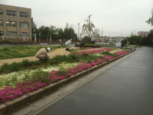 1426芝桜