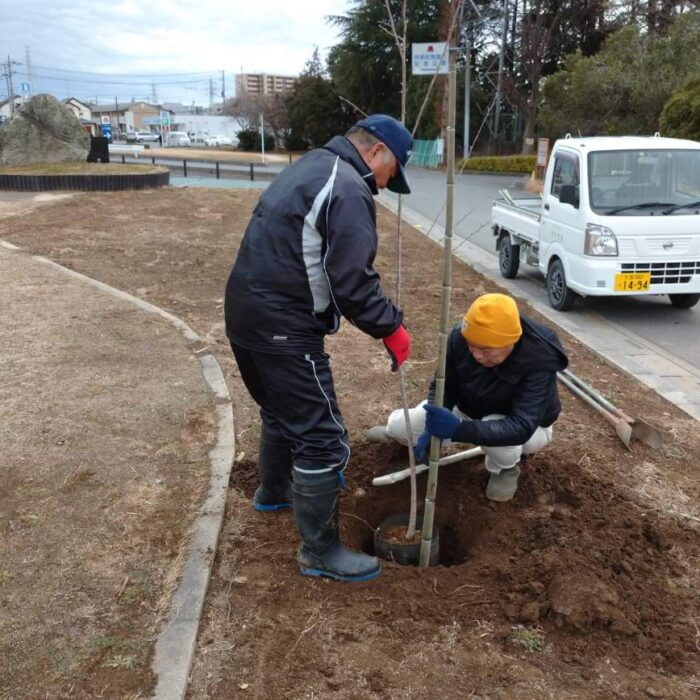 3/6(木）芝桜遊歩道公園　桜植栽